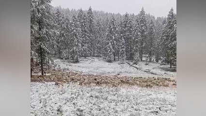 Télécharger la video: Pascoli e greggi sotto la neve a Pampeago e San Pellegrino