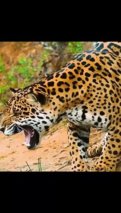 A jaguar hunts a crocodile. The hunter became hunted. Watch till the end  #wildlife #animal