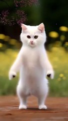 Crazy dance cat #cat #viral #omg