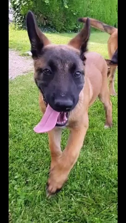 Tentative d'empoisonnement sur un malinois.