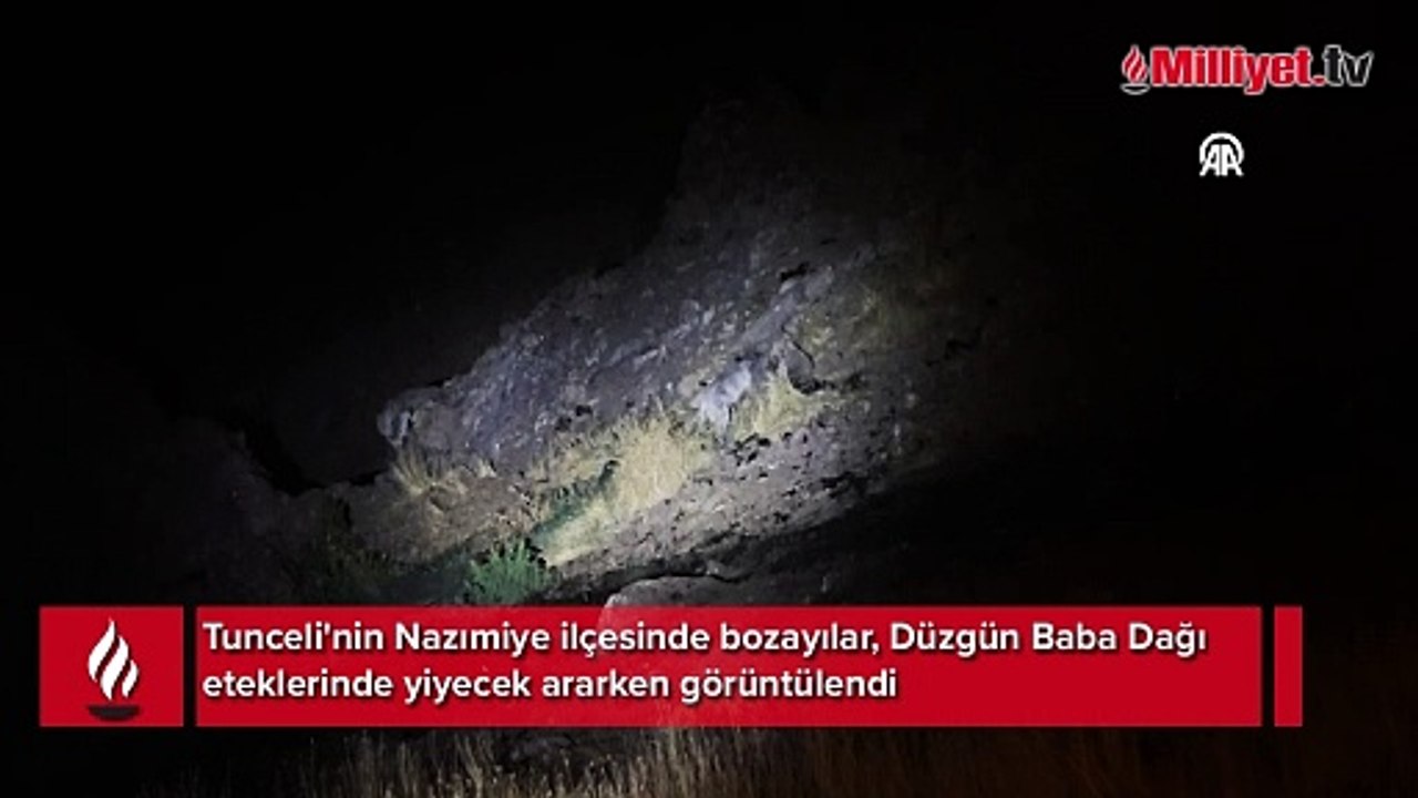 Düzgün Baba Dağı'nın eteklerinde bozayılar görüntülendi