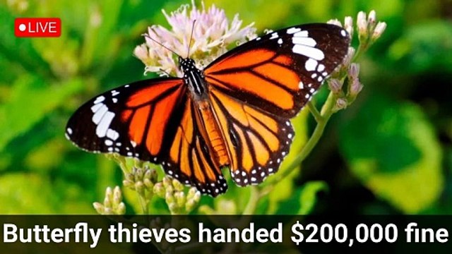 Butterfly thieves handed $200000 fine | Google live news | BBC news