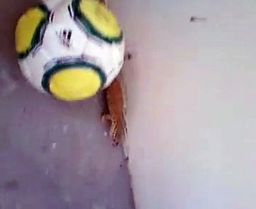 Lizard in school.mp4