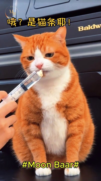 Cat video \Moon Baar