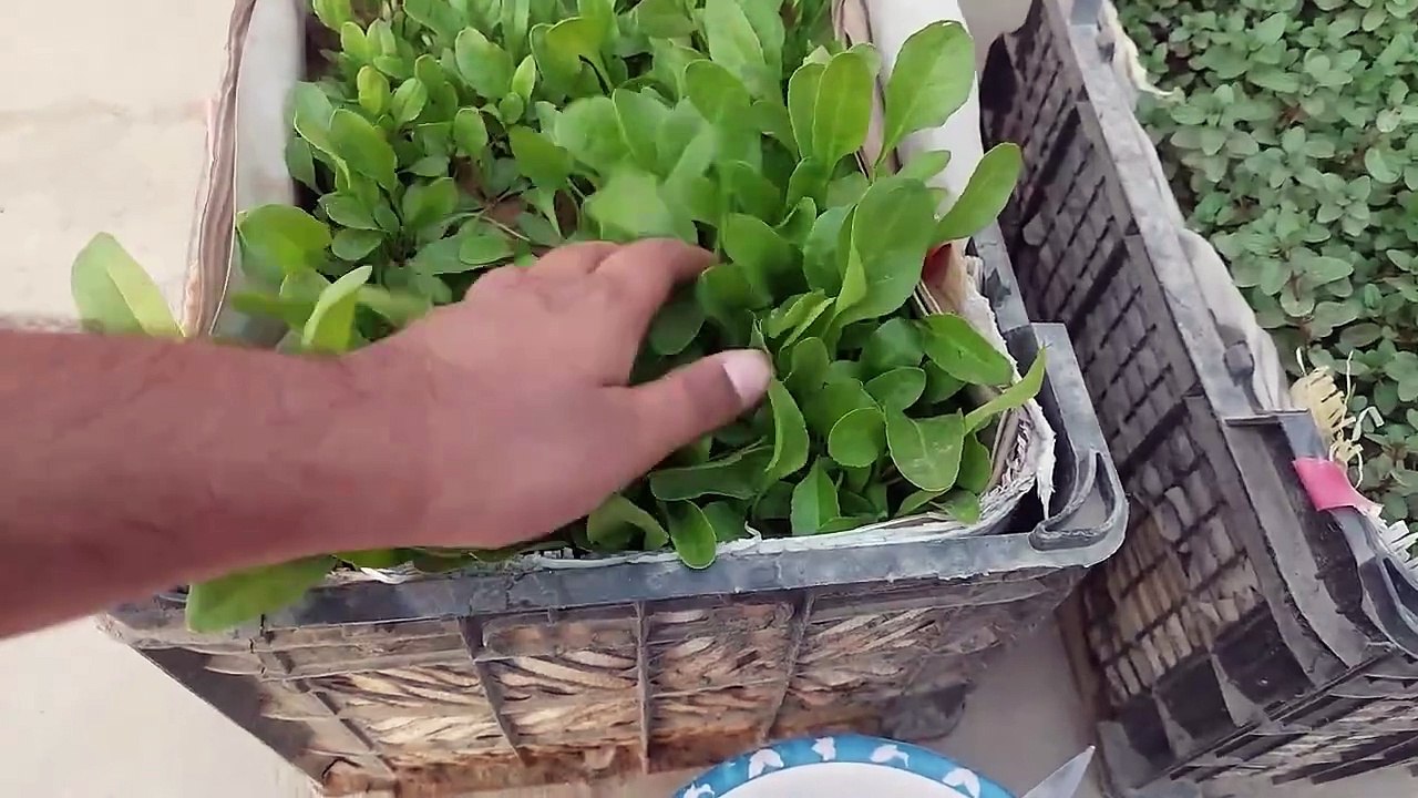 पालक की पहली फसल l 1st Harvest of Palak & Pakora making l paalak ki pahalee phasal  پالک کی پہلی فصل