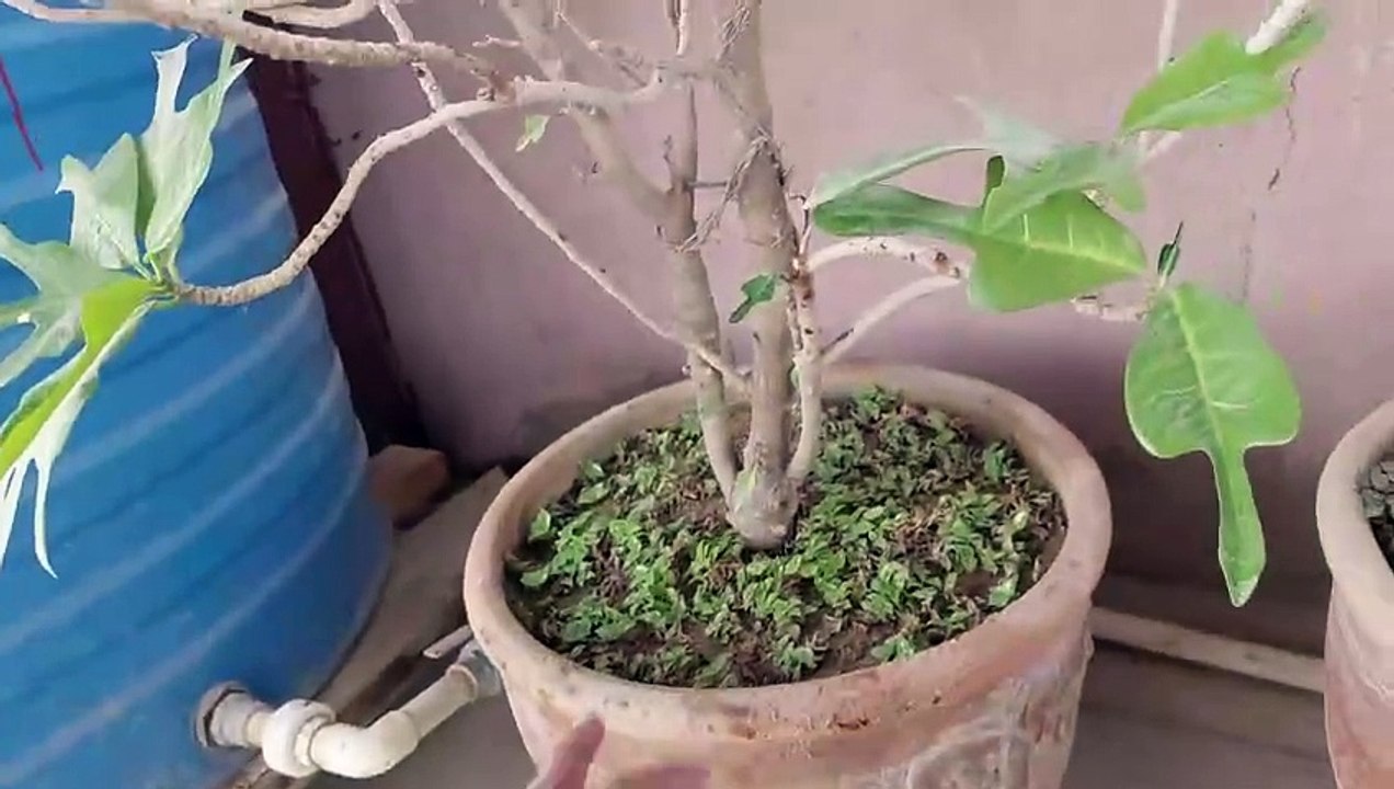 Turtle vine and rooftop gardening setting change