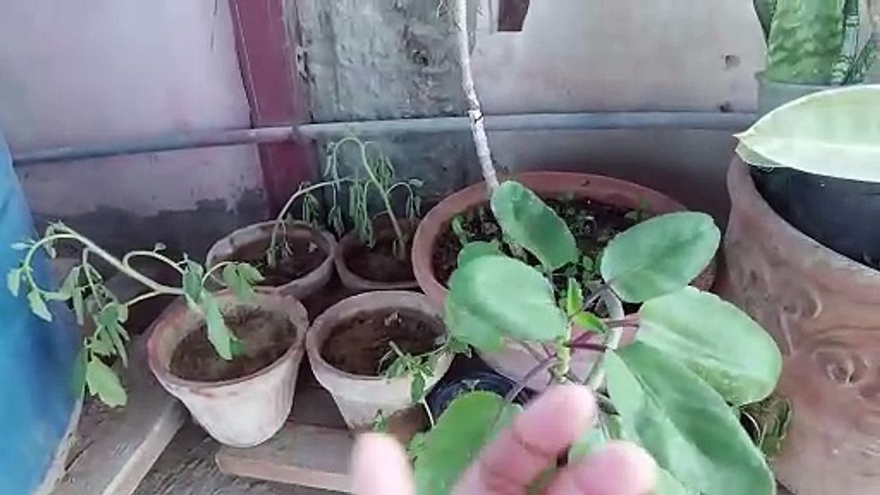 tomato and chilli seedlings ko transplant kese kren