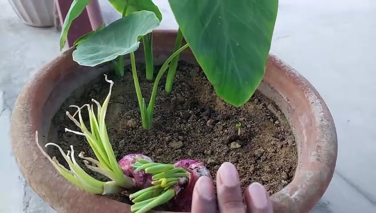 एक बर्तन में कई सब्जियां उगाना l Use pot space wisely and grow multiple vegetables in one pot