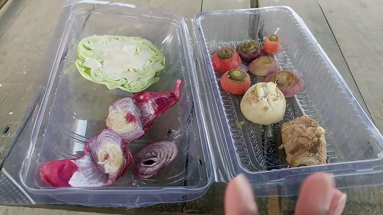 Use kitchen waste for kitchen gardening l सब्जियों को उगाने के लिए रसोई के कचरे का उपयोग कैसे करें