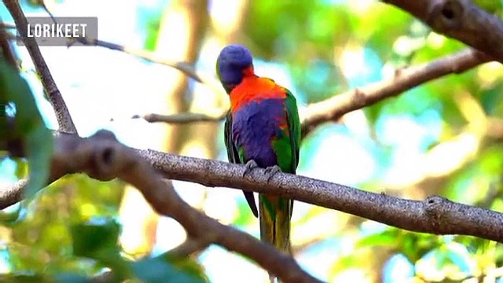 ANIMAL PLANET 8K ULTRA HD - #8K