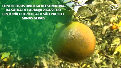 Fundecitrus divulga reestimativa da safra de laranja 2024/25 do cinturão citrícola de SP e MG