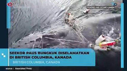 Seekor Paus Bungkuk Diselamatkan di Kanada