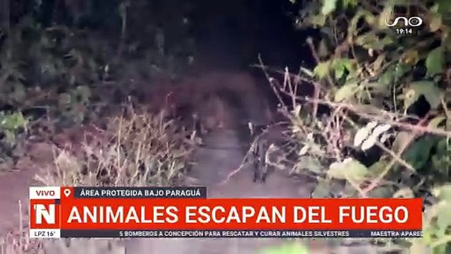 animales escapan del fuego en Área Protegida Bajo Paraguá
