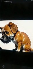 Cachorro lindo