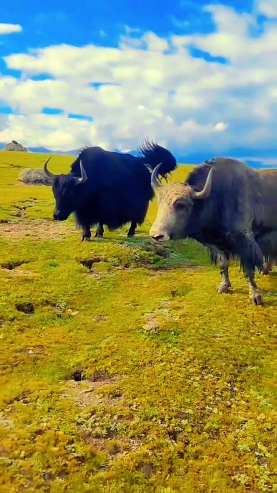 BULL FIGHT,,,,