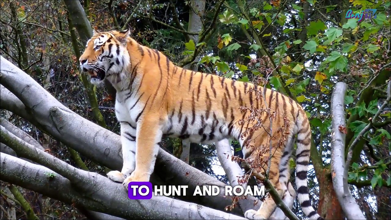 The Top 10 Most Incredible Facts About Tigers!