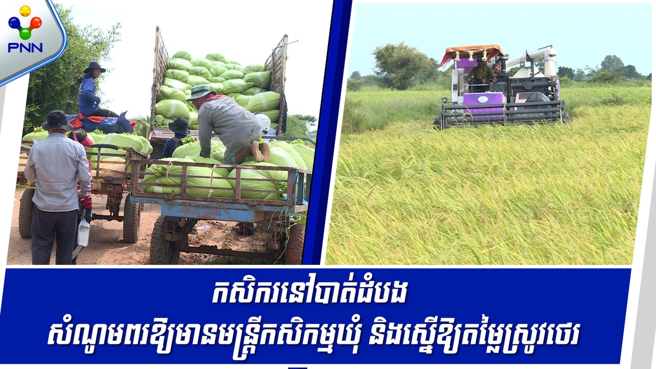 [12-09-24] កសិករមួយចំនួន នៅខេត្តបាត់ដំបង សំណូមពរឱ្យមានមន្រ្តីកសិកម្មឃុំ និងតម្លៃស្រូវថេរ នៅពេលប្រមូលផលម្តងៗ