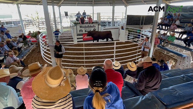 Six-figure Shorthorn bull sale | The Land