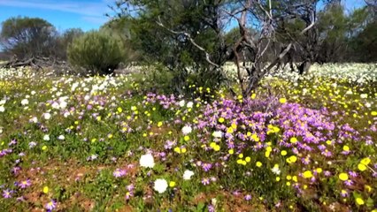 Spectacular Wildflower Blooms Transform WA’s Midwest 🌸