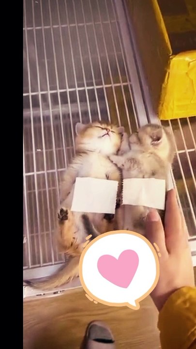 Cute cats 
