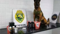 Com ajuda de cão farejador, BPFron apreende ilícitos e cigarros eletrônicos na BR-277 em Cascavel