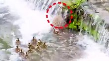Clever baby ducks surpass their mother's teachings