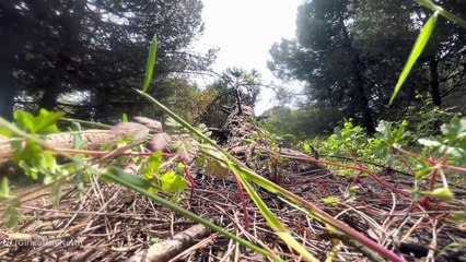 How to cook samosas in nature. Girls of Nature