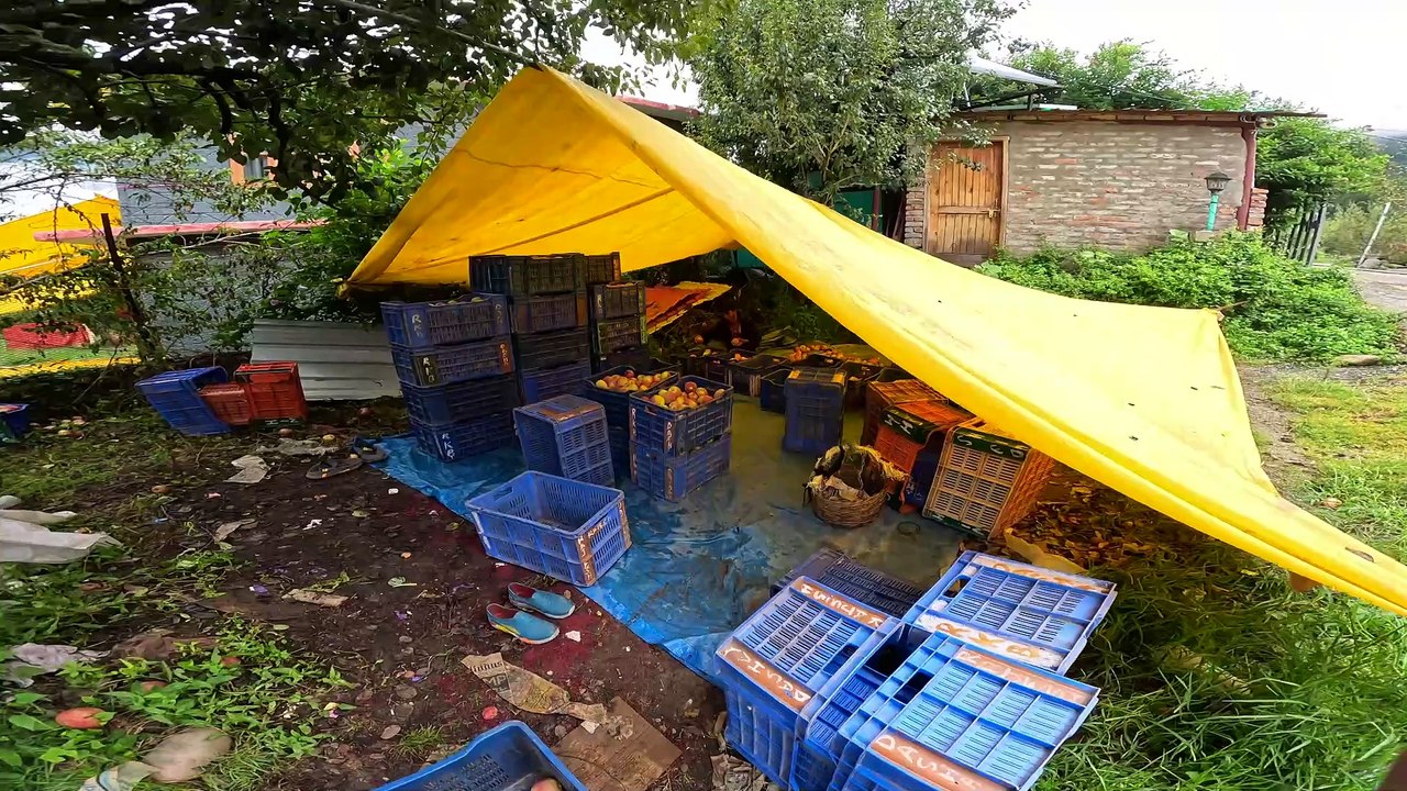 Plucking apples in Kullu, Himachal Pradesh - Visit to our apple orchard - Harvesting Season - Royal