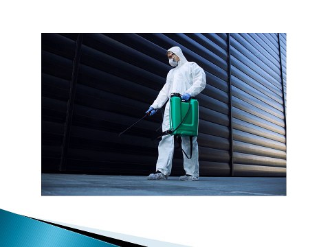 Top-Rated Pest Control Services in Sydney and the Hills District