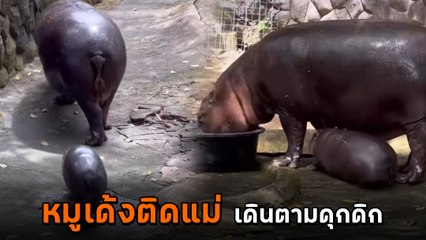 เอ็นดู หมูเด้งติดแม่ เดินตามไม่ห่าง ดุกดิกน่ารักเกินบรรยาย