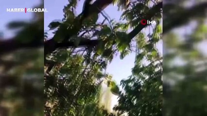 Niğde’de bir evin bahçesinde bulundu: 'kulaklı orman baykuşu' kamerada