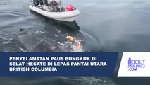 OPERASI PEYELAMATAN SEEKOR PAUS BUNGKUK YANG TERJERAT ALAT TANGKAP DI SELAT HECATE DI LEPAS PANTAI UTARA BRITISH COLUMBIA