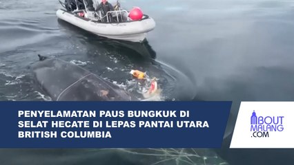OPERASI PEYELAMATAN SEEKOR PAUS BUNGKUK YANG TERJERAT ALAT TANGKAP DI SELAT HECATE DI LEPAS PANTAI UTARA BRITISH COLUMBIA