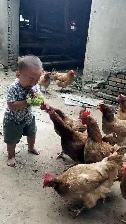 hen attack on baby