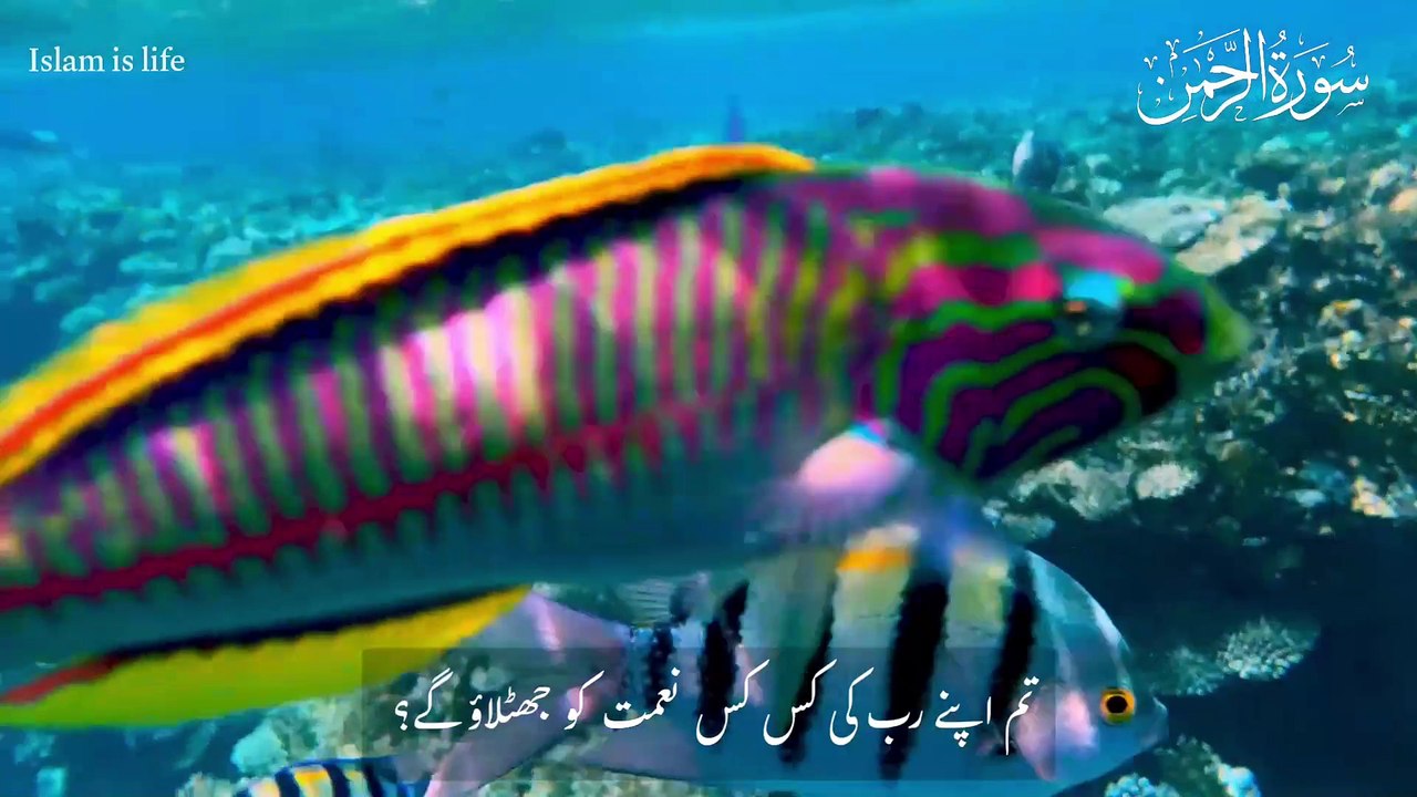 Surah Rahman (full) | سورة الرحمن | Beautiful and Soothing Quran recitation