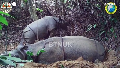 Indonesia, cucciolo di rinoceronte di Giava avvistato nel parco nazionale Ujung Kulon