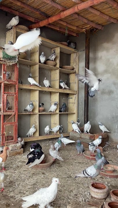 #trending #usa #viral #shortvideo #baby #pet #animals #birds #pigeon #pigeonlove #danish #magpies