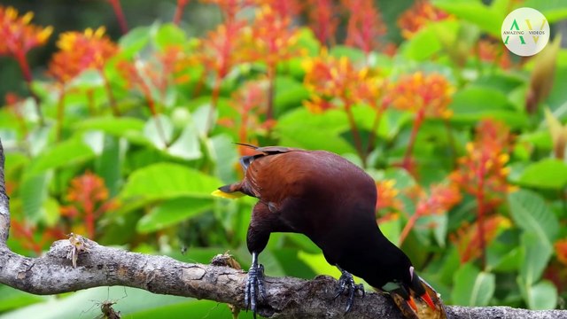 Wildlife Wonders: Majestic Jungle Animals | Enjoy Video!