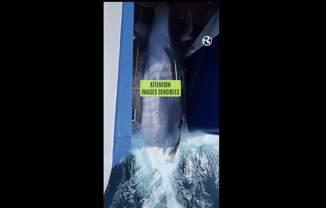 Le Japon tue un rorqual commun, une première en un demi-siècle