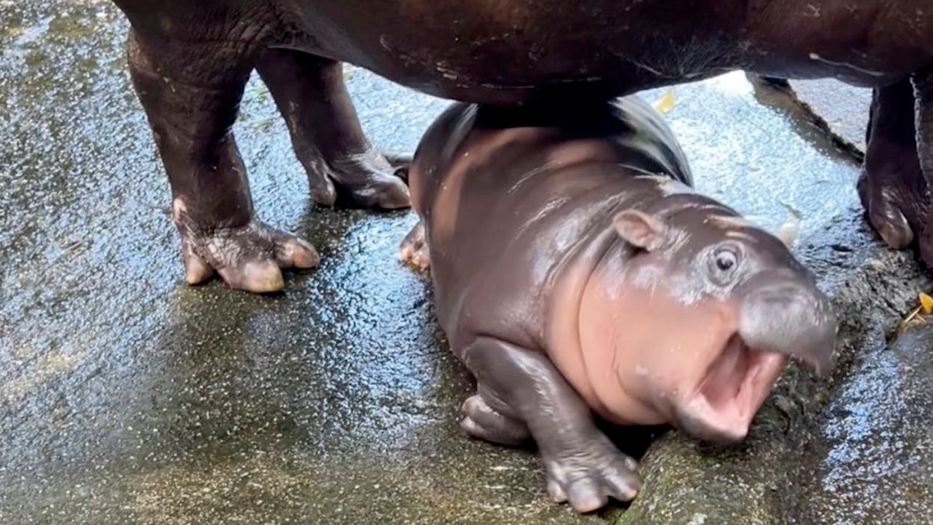 Moo Deng, el beb de hipoptamo pigmeo que es toda una estrella en internet