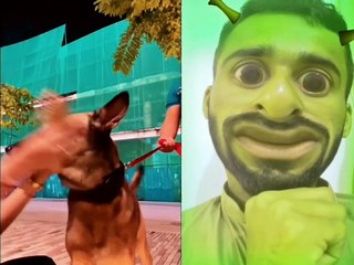 The dog abused the woman a lot