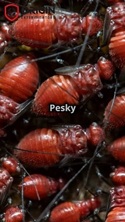 Bed Bug Infestation - Bed Bugs Treatment - ORIGIN Exterminators