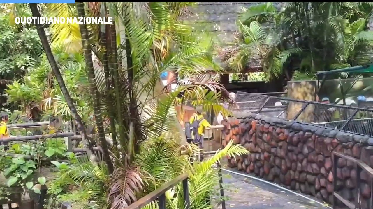 "L'ippopotamo pigmeo Moo Deng ? la star dello zoo di Pattaya, in Thailandia