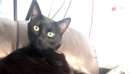 Il s’approche de son chat en plein toilettage : 8 millions de personnes le jugent (Vidéo)