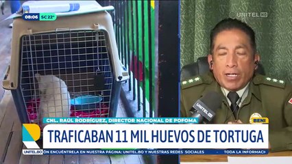 “Es un daño catastrófico al medio ambiente”: ¿Para qué traficaba una mujer 11.000 huevos de tortuga?