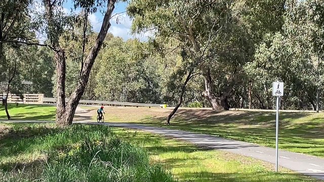 An aggressive magpie swoops Wagga woman Allison Chambers at Wilks Park on September 13, 2024 at the height of swooping season.