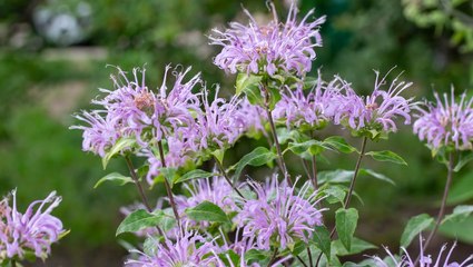 12 Perennials to Cut Back in Fall