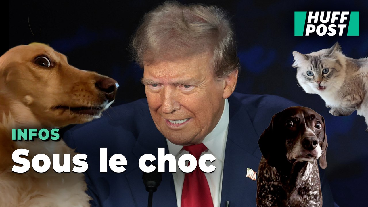 Sur TikTok, même les chiens et les chats trouvent les délires de Trump effrayants