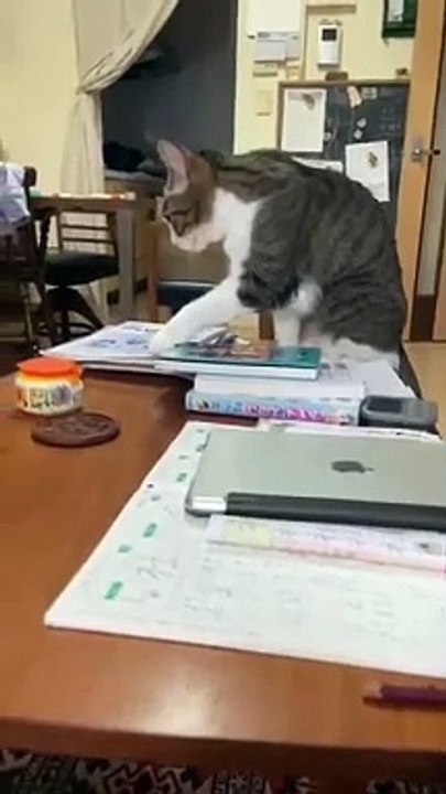 funny cats