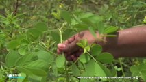 Positive Outre-Mer - Saison 7 - Maybiotech : les plantes dans mon assiette